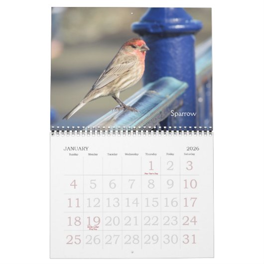 Kalender - Vögel (große Daten) (Jan 2026)