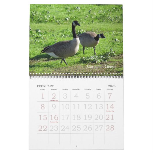 Kalender - Vögel (große Daten) (Feb 2026)