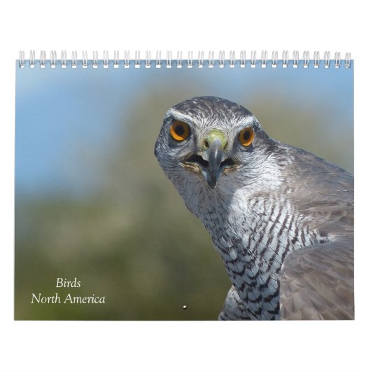 Kalender - Vögel in Nordamerika (Titelbild)