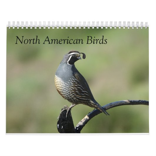 Kalender - Vögel in Nordamerika (Titelbild)