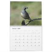 Kalender - Vögel in Nordamerika (Jan 2027)