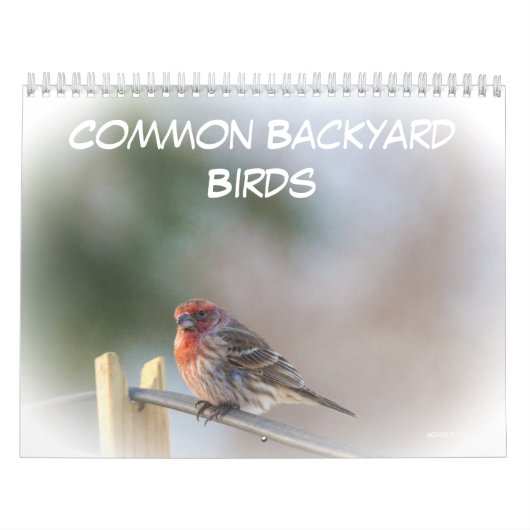 Kalender - Vogelarten im Allgemeinen Hinterhof (Titelbild)