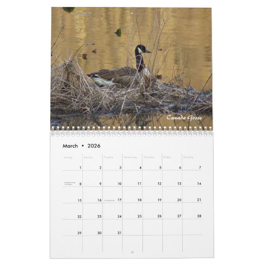 Kalender - Vogelsuche? (Mär 2026)