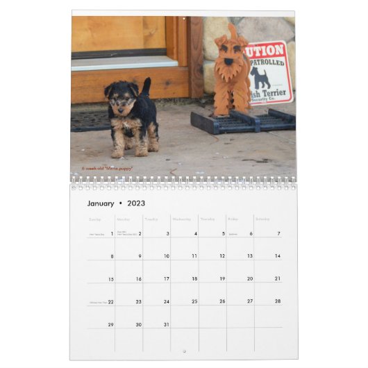 Kalender Walisers Terrier (Jan 2023)