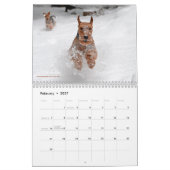 Kalender Walisers Terrier (Feb 2027)
