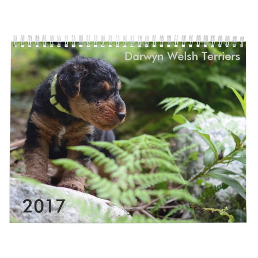 Kalender Walisers Terrier 2017 durch Darwyn (Titelbild)
