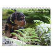Kalender Walisers Terrier 2017 durch Darwyn (Titelbild)
