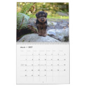 Kalender Walisers Terrier 2017 durch Darwyn (Mär 2027)