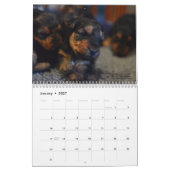 Kalender Walisers Terrier 2017 durch Darwyn (Jan 2027)