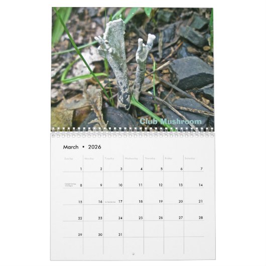 Kalender Weiße Pilze (Mär 2026)