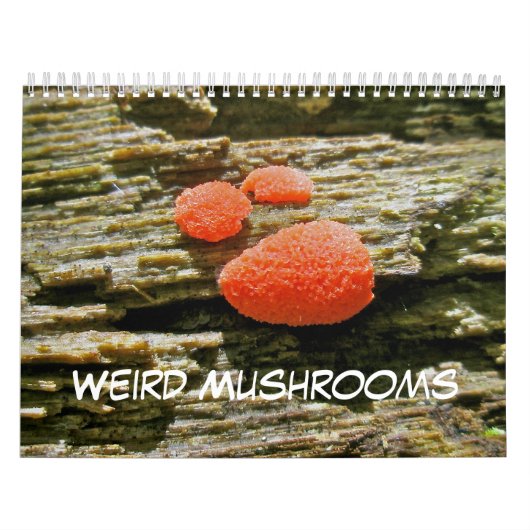 Kalender Weiße Pilze (Titelbild)