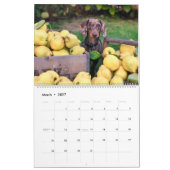Kalender Welpenkalender Zuhause Wall Dog (Mär 2027)