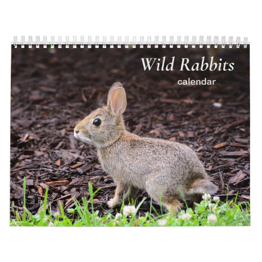 Kalender wilder Kaninchen (Titelbild)