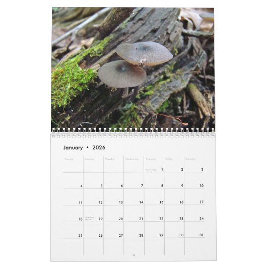Kalender - Wunderschöne Pilze (Jan 2026)