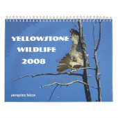 Kalender Yellowstone-Tier-2008 (Titelbild)