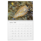 Kalenders & Sea Slugs Kalender (Jan 2027)