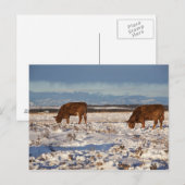Kalgary, Alberta, Canada 2 Postkarte (Vorne/Hinten)