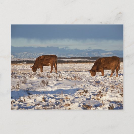 Kalgary, Alberta, Canada 2 Postkarte (Vorderseite)