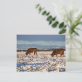 Kalgary, Alberta, Canada 2 Postkarte (Stehend Vorderseite)