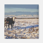 Kalgary, Alberta, Canada Magnet (Vorne)