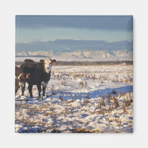 Kalgary, Alberta, Canada Magnet