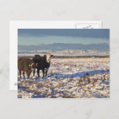 Kalgary, Alberta, Canada Postkarte (Vorne/Hinten)