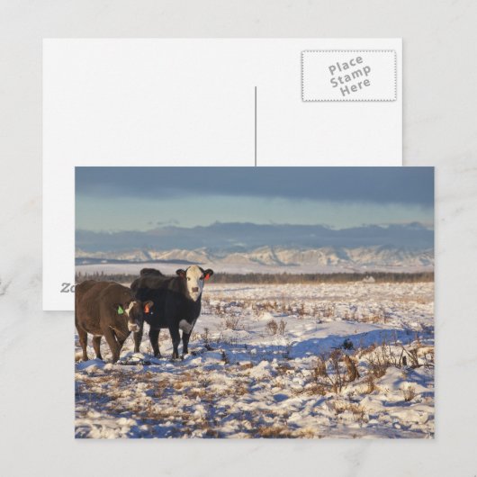 Kalgary, Alberta, Canada Postkarte (Vorne/Hinten)