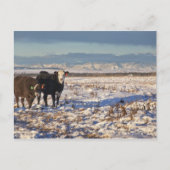 Kalgary, Alberta, Canada Postkarte (Vorderseite)