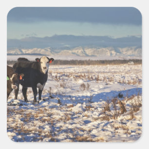 Kalgary, Alberta, Canada Quadratischer Aufkleber