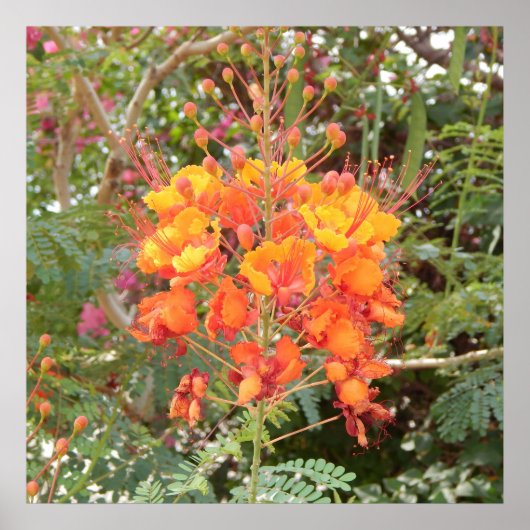 KALIFORNIA DESERT BLUME #1 POSTER (Vorne)