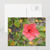 KALIFORNIA DESERT BLUME #1 POSTKARTE (Vorne/Hinten)