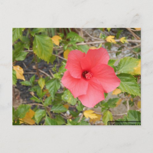 KALIFORNIA DESERT BLUME #1 POSTKARTE (Vorderseite)