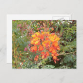 KALIFORNIA DESERT BLUME #2 POSTKARTE (Vorne/Hinten)