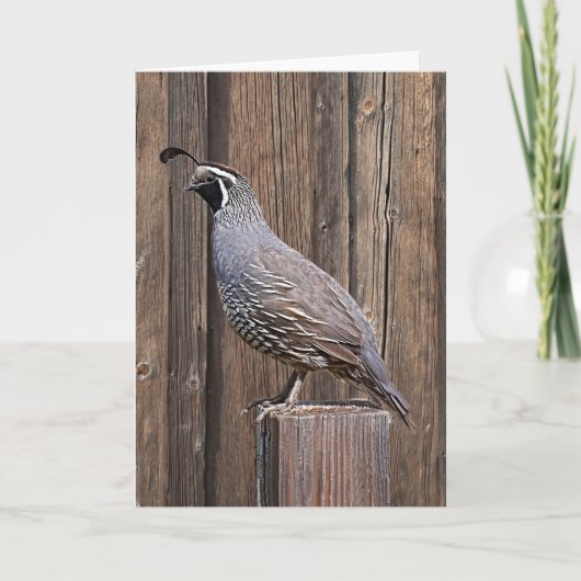 KALIFORNIA QUAIL AUF BARNBOARD KARTE (Vorderseite)