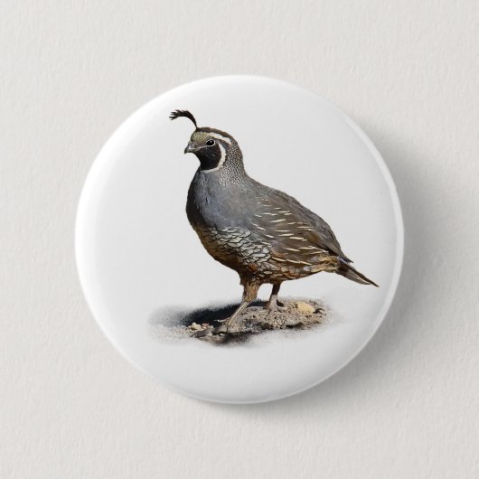 KALIFORNIA QUAIL BUTTON (Vorderseite)