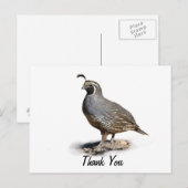 KALIFORNIA QUAIL - DANKE POSTKARTE (Vorne/Hinten)