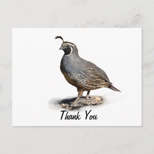 KALIFORNIA QUAIL - DANKE POSTKARTE (Vorderseite)
