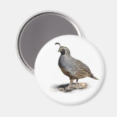 KALIFORNIA QUAIL MAGNET (Vorderseite/Rückseite)