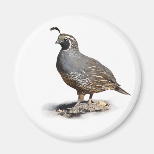 KALIFORNIA QUAIL MAGNET (Vorne)