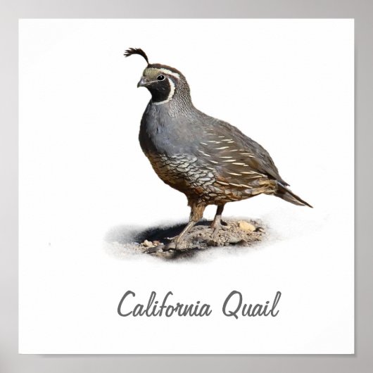 KALIFORNIA QUAIL POSTER (Vorne)