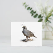 KALIFORNIA QUAIL POSTKARTE (Stehend Vorderseite)