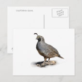 KALIFORNIA QUAIL POSTKARTE (Vorne/Hinten)