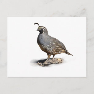 KALIFORNIA QUAIL POSTKARTE