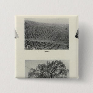 Kalifornien 4 button