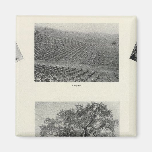 Kalifornien 4 magnet (Vorne)