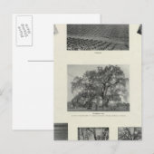 Kalifornien 4 postkarte (Vorne/Hinten)