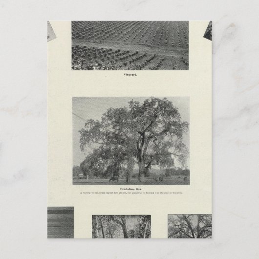 Kalifornien 4 postkarte (Vorderseite)