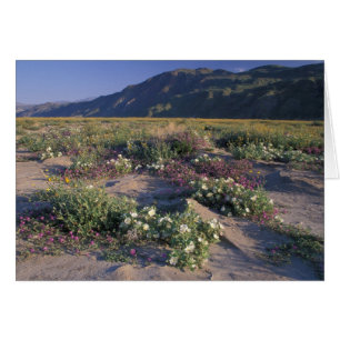 Kalifornien, Anza-Borrego Desert SP, Sand