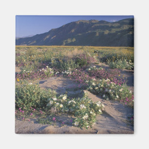 Kalifornien, Anza-Borrego Desert SP, Sand Magnet
