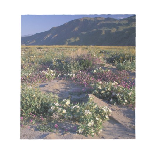 Kalifornien, Anza-Borrego Desert SP, Sand Notizblock (Vorderseite)